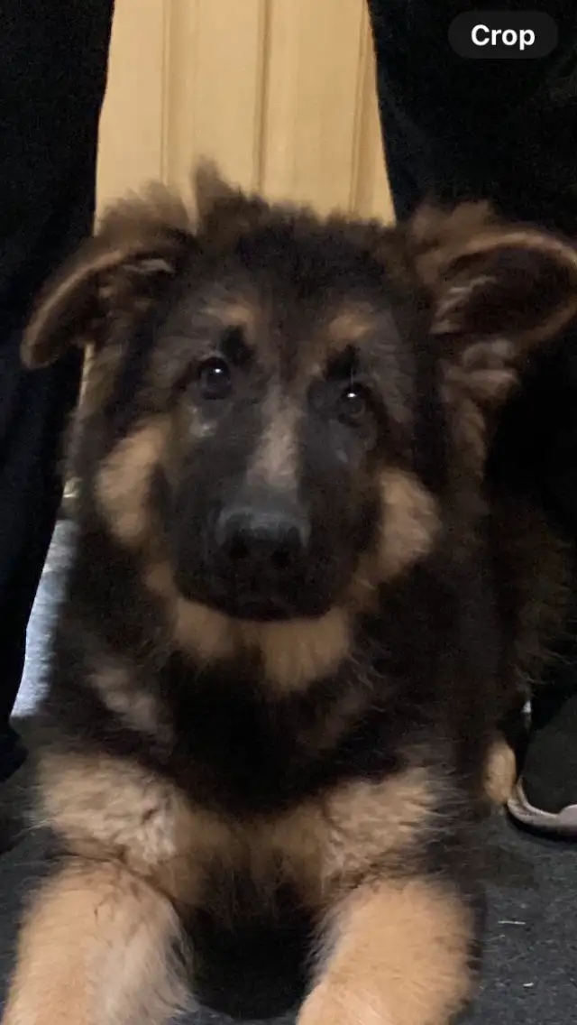 REDUCED FROM $2500  !!!!Pure Bred World Class GSD Puppies in Dogs & Puppies for Rehoming in City of Toronto - Image 4