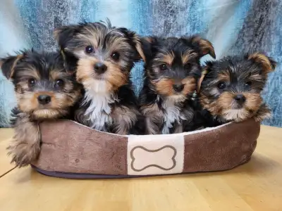 Yorkie Puppies, View more