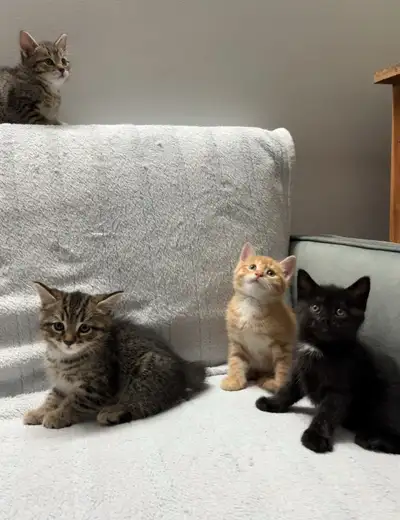 Kittens for sale, View more