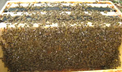 Vente de Nucléi d’abeilles, View more