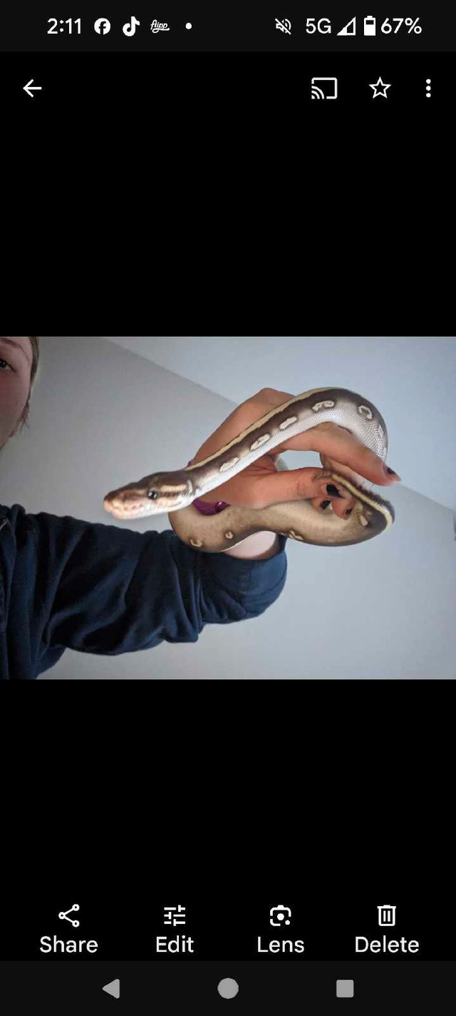 Ball python  in Other in North Bay