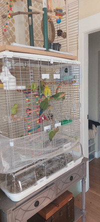The family of five peachfaced lovebirds with the cage, bird gym 