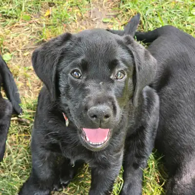 labrador retriever puppies. 1M 1 F remaining, View more