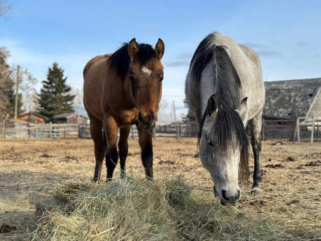 2012 Grey AQHA Broodmare in Equestrian & Livestock Accessories in Calgary - Image 2