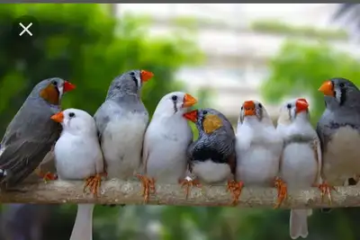 looking for finches, View more
