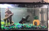 10 gallon fish tank - full set up