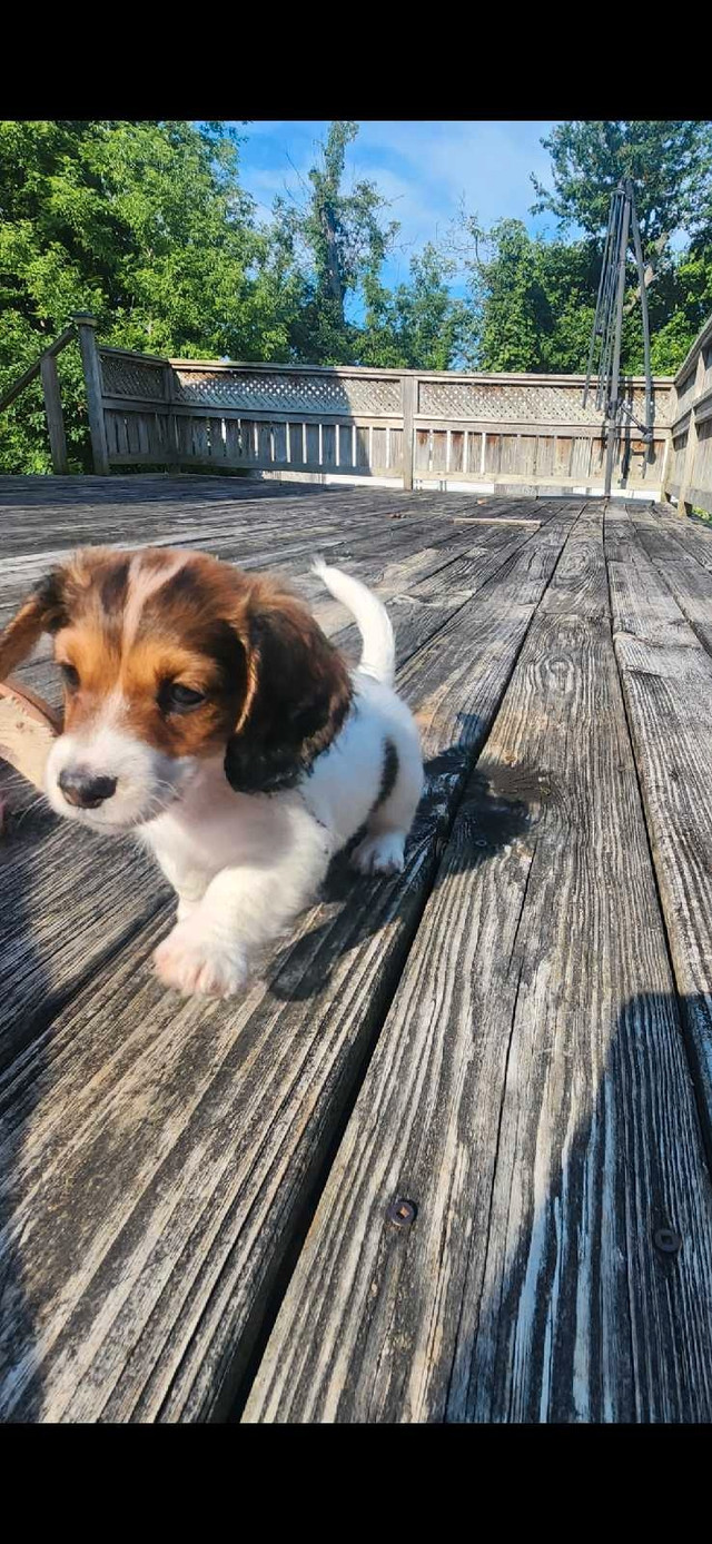 Longhaired Miniature Daschunds in Dogs & Puppies for Rehoming in Stratford - Image 4