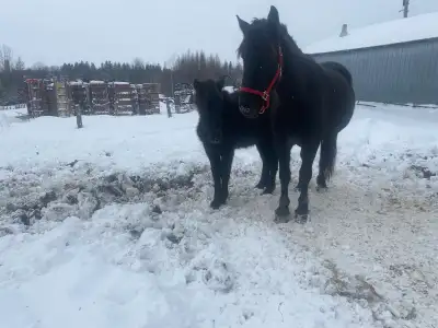 Foal for sale, View more