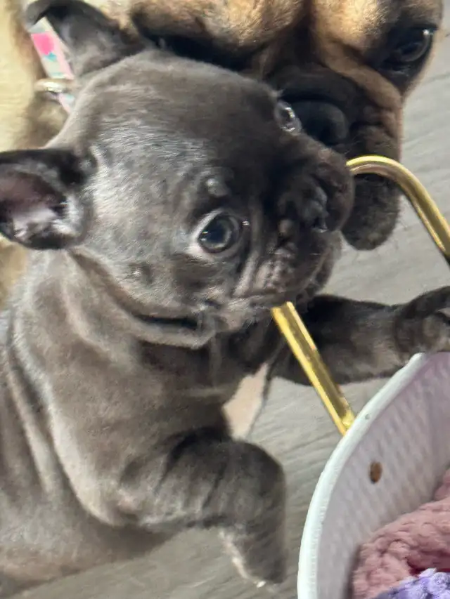 Très petit format de  bouledogue français ckc ! 2 vacc, etc in Dogs & Puppies for Rehoming in City of Montréal - Image 6