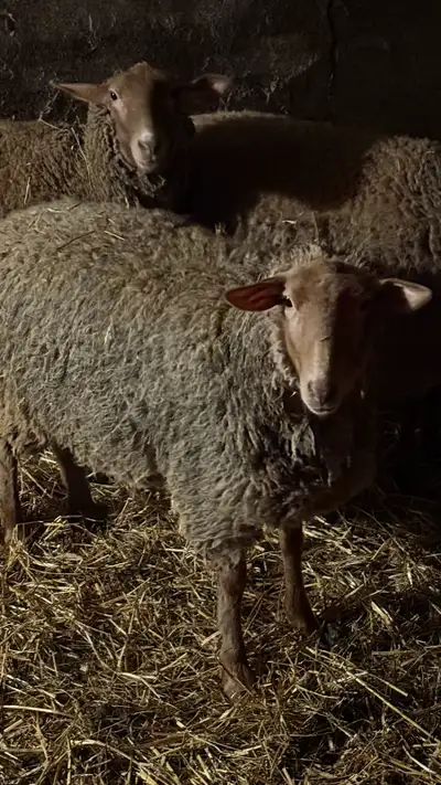 Two tunis ewes for sale, View more
