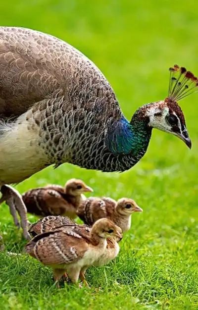 Peachicks, View more