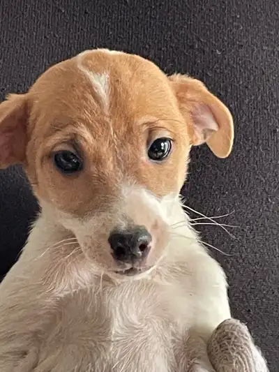Il me reste les 4 manifiques chiots Jack Russel nee le 17 Janvier 2025. Pure race. 2 femelle et 2 ma...