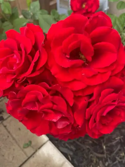 I’m looking for a full time or part time day position. I’m reliable, hardworking and detail oriented...