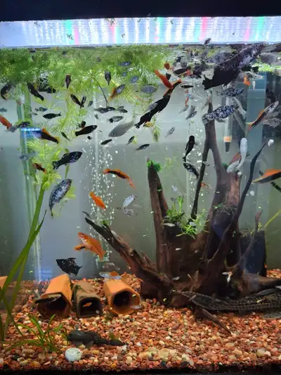 fish guppies molly swordtail, View more