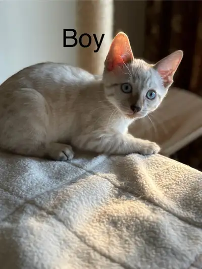 Bengal Purebred Snow Kitten, View more
