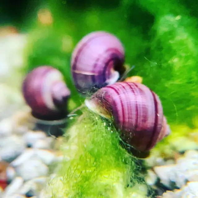 Nerite Snails That Actually Clean Your Tank in Fish for Rehoming in Kitchener / Waterloo - Image 8