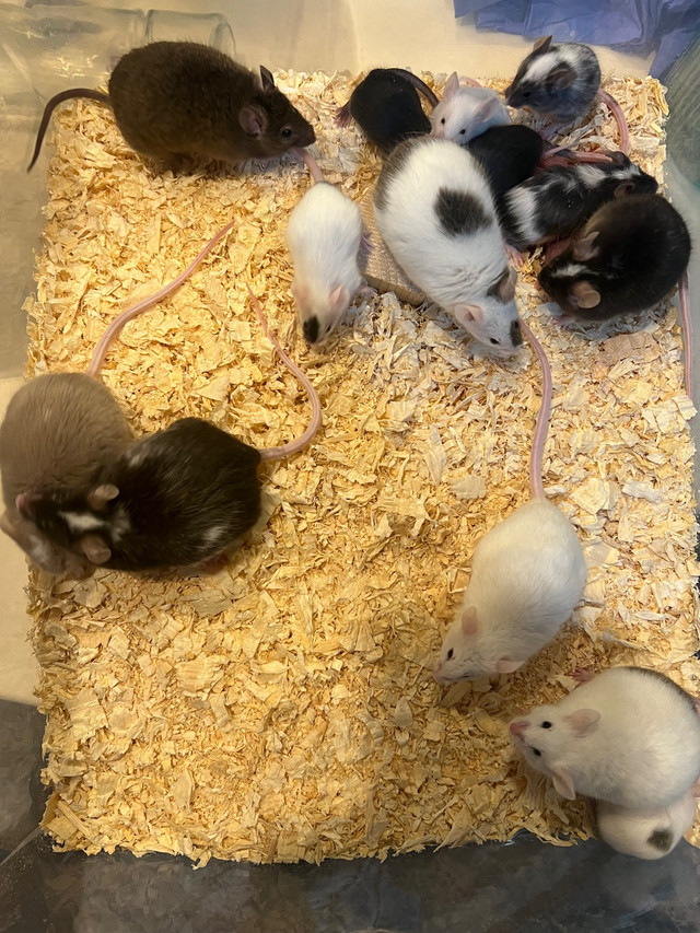 Fancy Mice! Live or Frozen are available in Reptiles & Amphibians for Rehoming in Edmonton - Image 2
