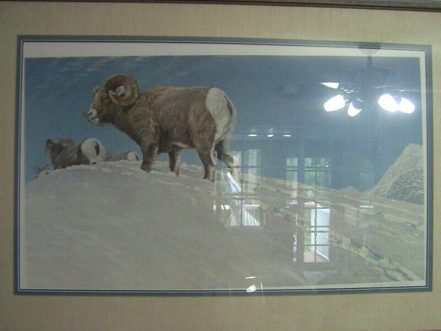 Last Look – Bighorn Sheep – Signed Limited Edition Print- 3 pics in Arts & Collectibles in Ottawa
