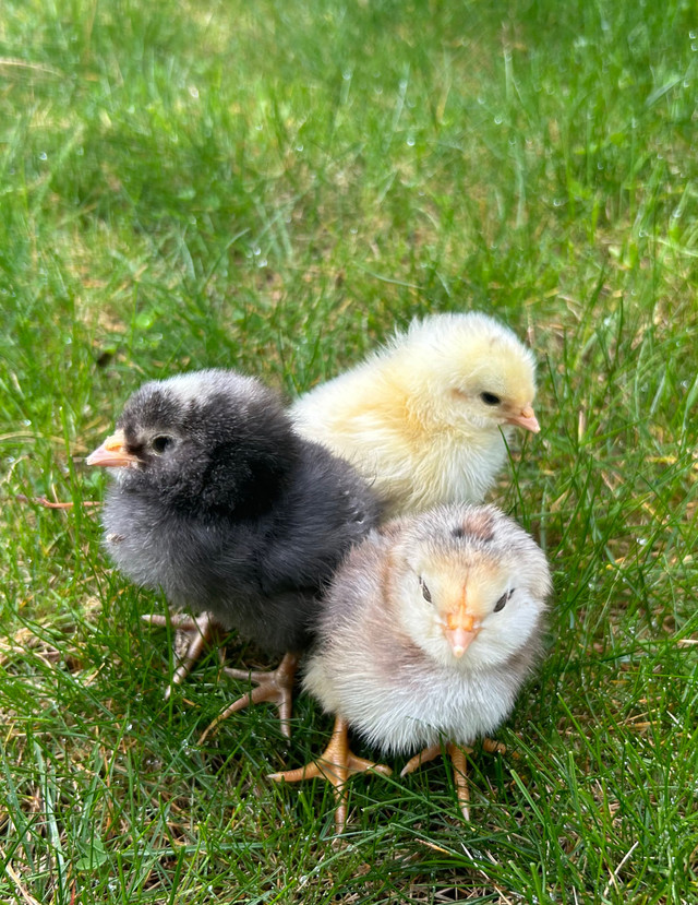 Blue and green eggs chicks in Livestock in Comox / Courtenay / Cumberland