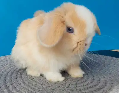 Blue Eyed Holland Lop , View more