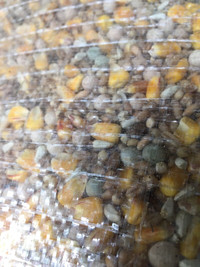 PIGEON CHICKEN FEED SEED $45  /BAG PICKERING