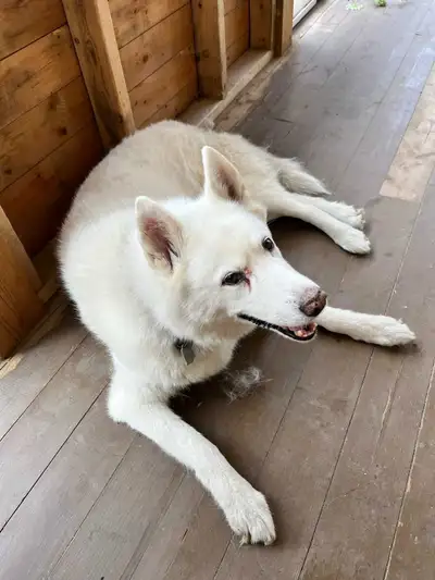 Lost dog missing (White Husky Nicky), View more