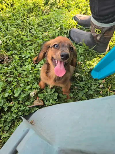 Male Miniature Daschund X for Sale , View more