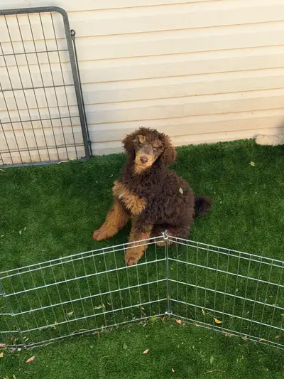 GUARDIAN HOME - CKC REGISTERED PUPPY, View more