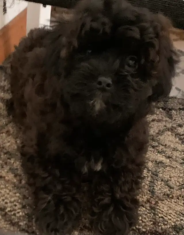 Female Poodle Cross in Dogs & Puppies for Rehoming in Oshawa / Durham Region - Image 6