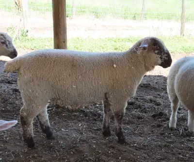 Ram lambs available beginning of July