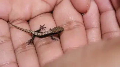 Baby Mourning Geckos, View more