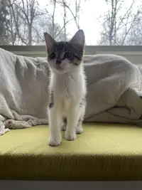 Female kitten