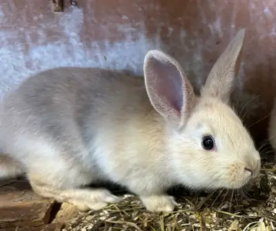 Born jan 8 buck Mom is mini rex Dad is Netherland Dwarf 2 last pics are the parents Located in plant...