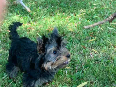 Male yorkie puppy, View more