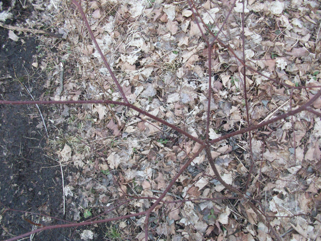 PAGODA DOGWOOD (Cornus alternifolia) OFFSHOOTS SALE in Plants, Fertilizer & Soil in Oshawa / Durham Region - Image 4