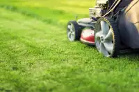 Lawn mowing and trimming 10+ years experience 