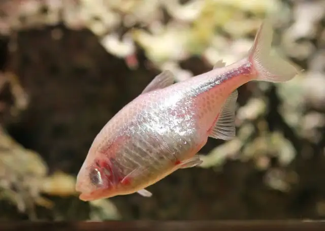 Mexican Tetras in Fish for Rehoming in Victoria - Image 3