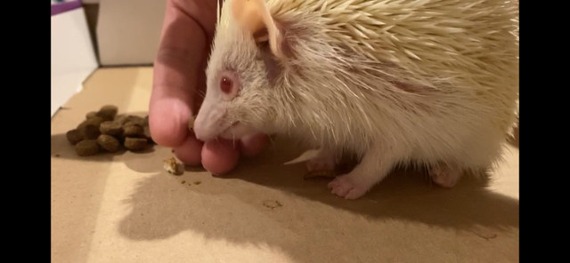 Hedgehog girl albino with cage + wheel + bedding and food in Other Pets for Rehoming in Markham / York Region - Image 2
