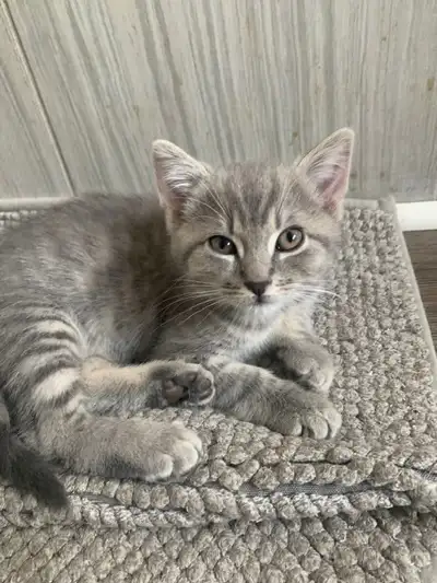 Chaton mâle à vendre, View more