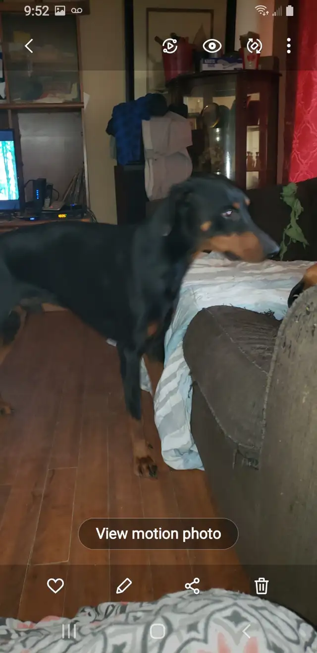 Doberman puppy's in Dogs & Puppies for Rehoming in Sudbury - Image 5