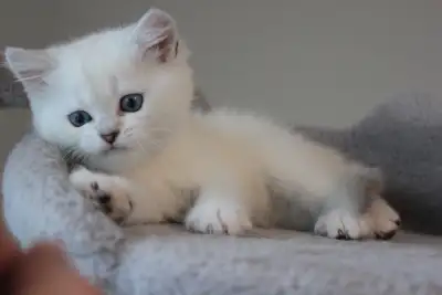 British Shorthair Kittens – Pure White Blue Eyes | 3 Girls & 1 B, View more