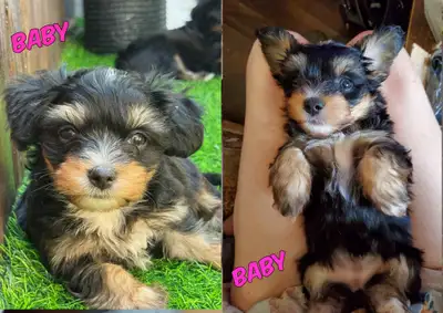 I have three adorable puppies available, two girls and one boy (smallest), the mother is Yorkie /Shi...