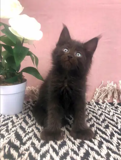 Male Polydactyl Maine Coon for Sale, View more