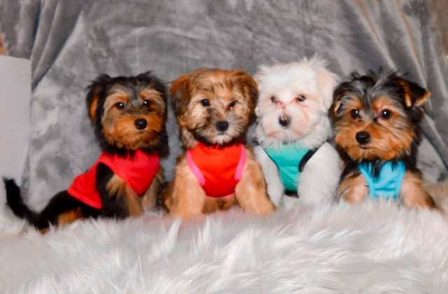 Tiny toy morkie puppies  available. in Dogs & Puppies for Rehoming in City of Toronto