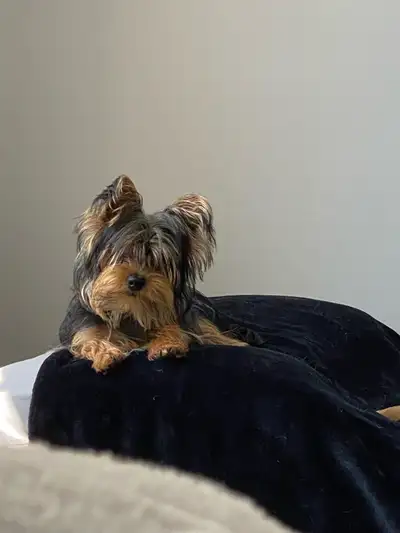Yorkshire terrier, View more