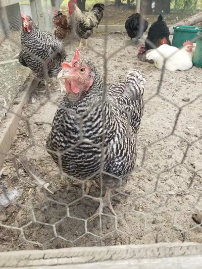 Wanting hatching eggs, View more