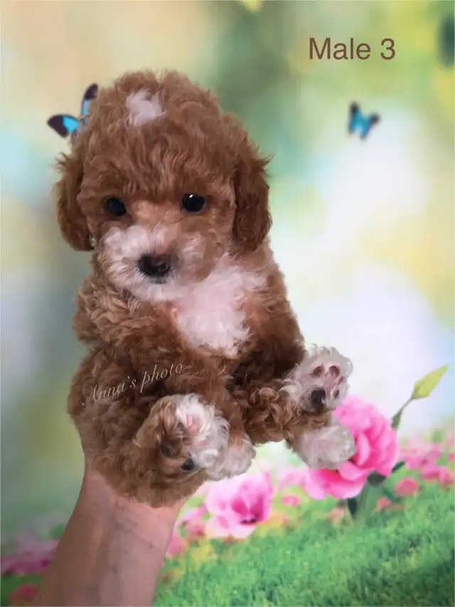 Pure Toy and Tiny Toy  poodle males in Dogs & Puppies for Rehoming in City of Toronto - Image 10