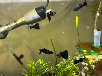 Black Moscow Guppy, View more
