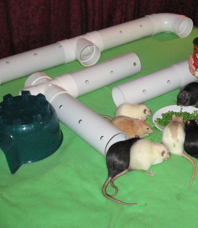 Play Tubes for small pets (hamsters, rats, ferrets etc) in Accessories in Fredericton