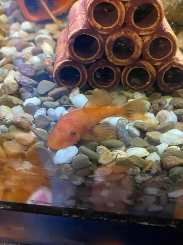Super Red Bristlenose Pleco Juvi fish in Fish for Rehoming in Mississauga / Peel Region - Image 2